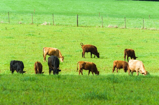 Bestiame sul campo verde in Brasile