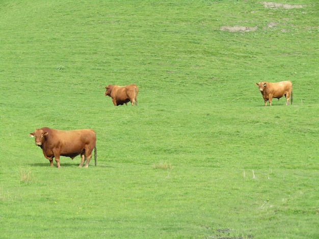 Bestie che pascolano su un campo erboso