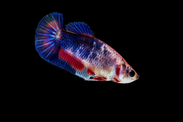 Betta colorato combattimenti di pesce su sfondo nero