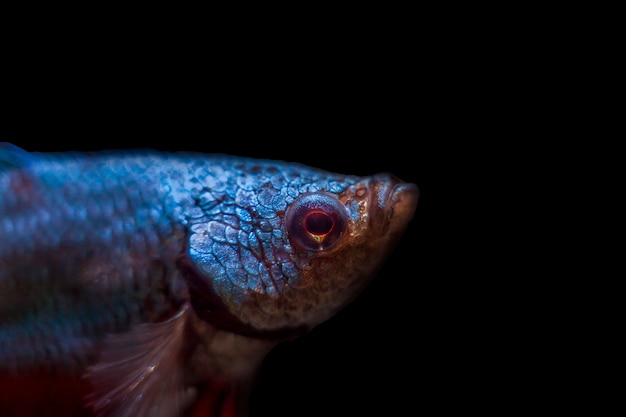 Betta Half Moon Sfondo nero