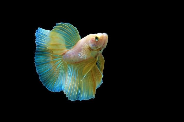 Betta mezzaluna gialla su sfondo nero