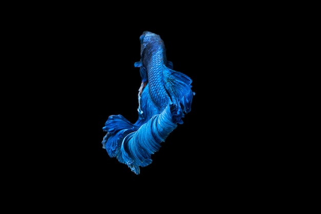 Betta pesce combattente siamese isolato su sfondo nero