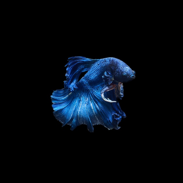 Betta pesce combattente siamese isolato su sfondo nero