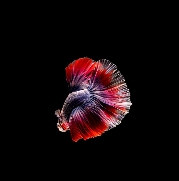 Betta pesce, combattimenti siamesi, betta splendens isolato