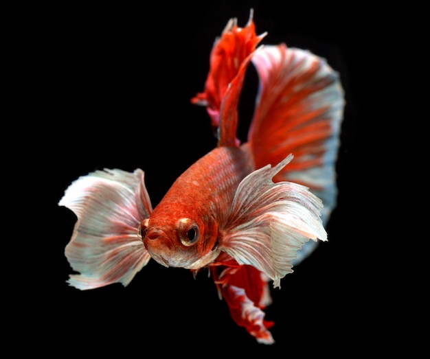 Betta pesce o pesce combattente siamese