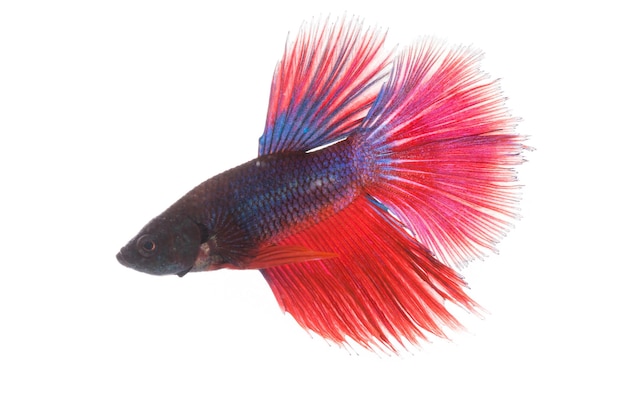 Betta pesce pesce combattente siamese isolato