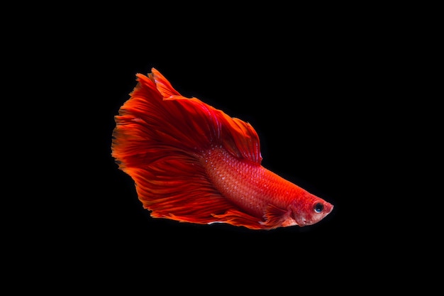 Betta pesce su fondo nero