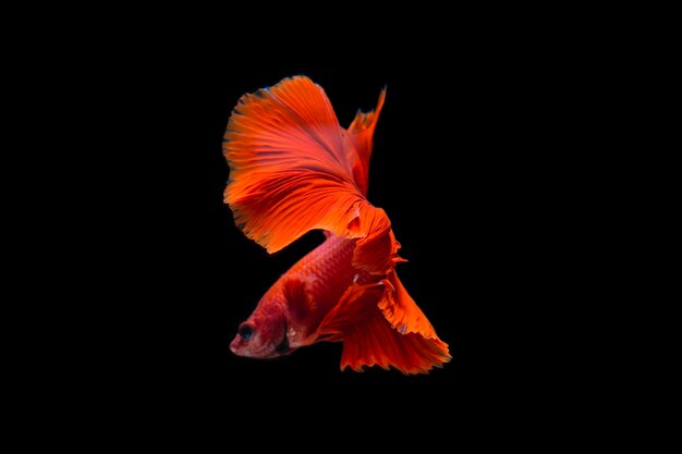 Betta pesce su fondo nero