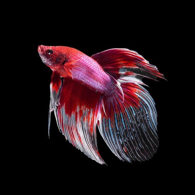 Betta pesce su fondo nero