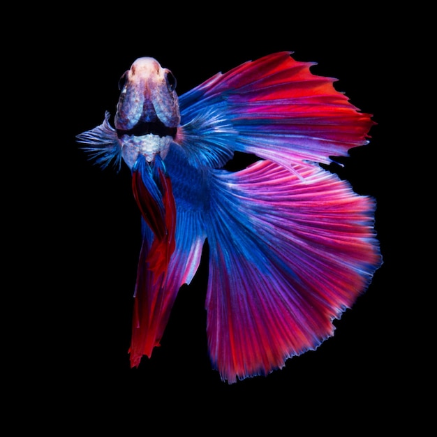 Betta pesce su fondo nero