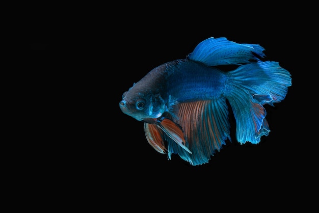 Betta pesce su sfondo nero