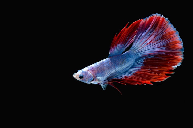 Betta pesce su sfondo nero