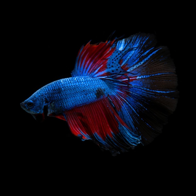 Betta rossoblu