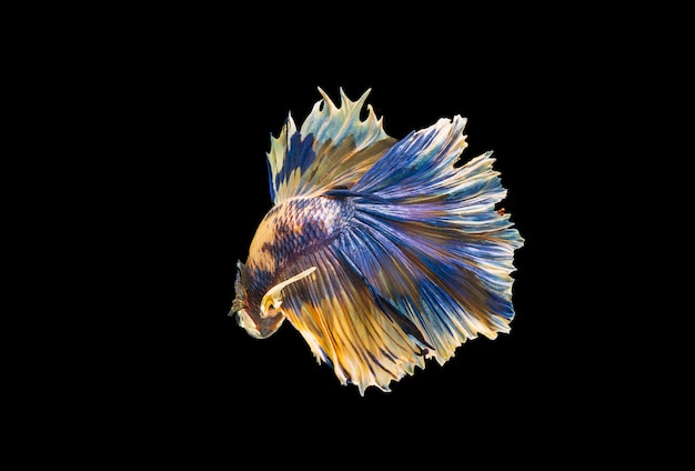 Betta siamese che combatte