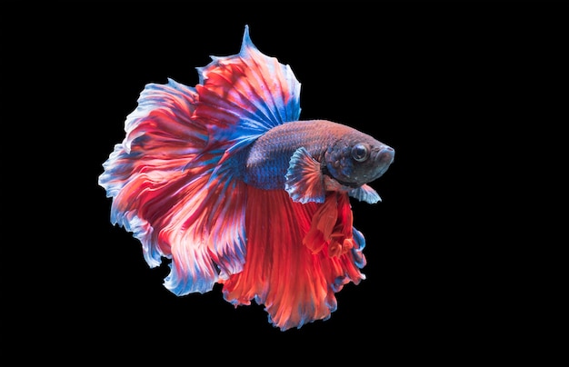 Betta splendens, bello pesce combattente isolato su sfondo nero, pesce d&#39;acqua dolce in Thailandia