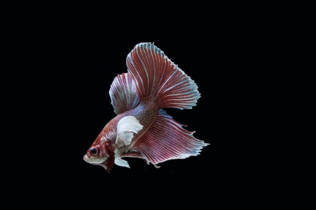 Betta splendens BIG EAR