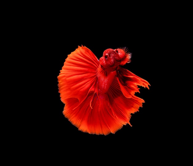 Betta splendens di pesce siamese di combattimento dei betti splendens isolato su fondo nero