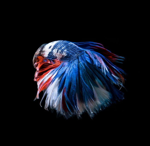 Betta splendens di pesce siamese di combattimento dei betti splendens isolato su fondo nero