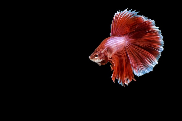 Betta splendens mezza luna rossa