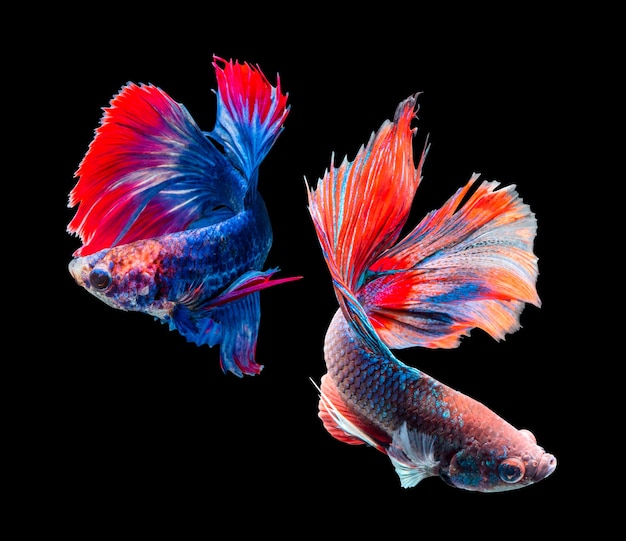 Betta splendens, pesce combattente siamese isolato su sfondo nero