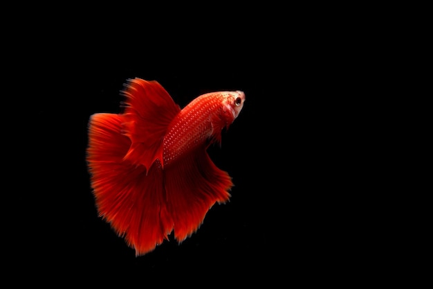 Betta super rossa su sfondo nero