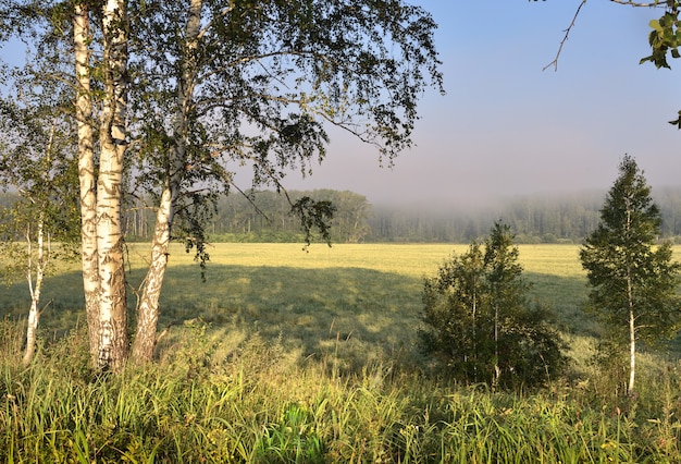 Betulla ai margini del campo