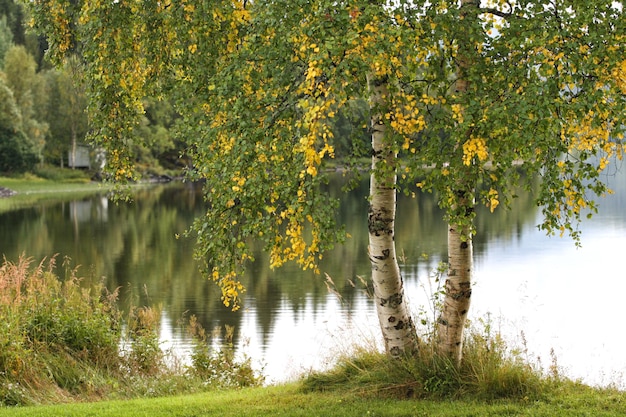 Betulla che cresce su una costa del lago, Norvegia