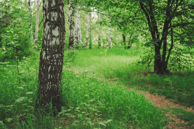 Betulla cresce sul bellissimo prato tra una ricca vegetazione. Primo piano del tronco di betulla. Paesaggio scenico con percorso attraverso la radura tra gli alberi.