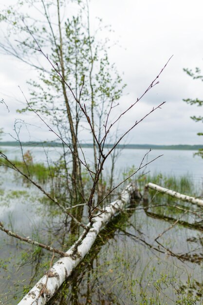 Betulla del ramo abbattuta dal castoro sul lago