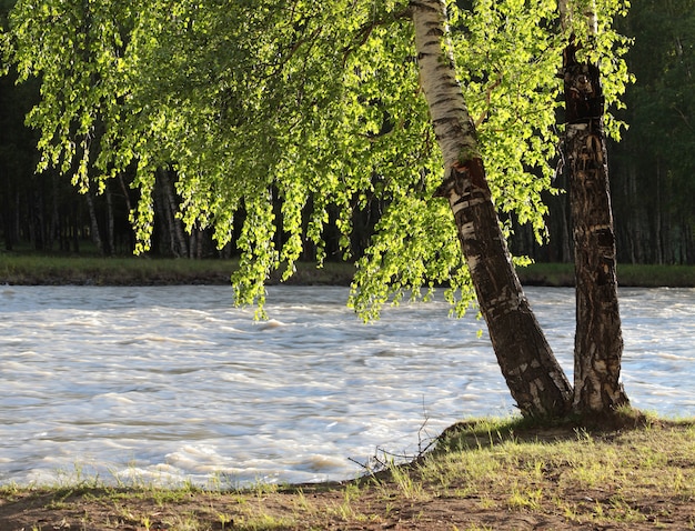 Betulla in riva al fiume, paesaggio primaverile