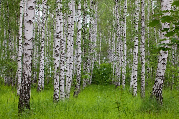 Betulla verde bosco