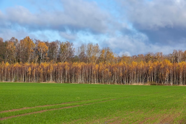 Betulle con fogliame arancione nella stagione autunnale