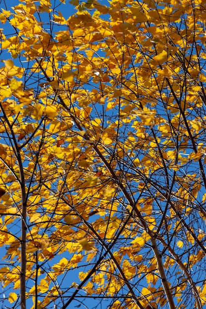 Betulle con fogliame arancione nella stagione autunnale