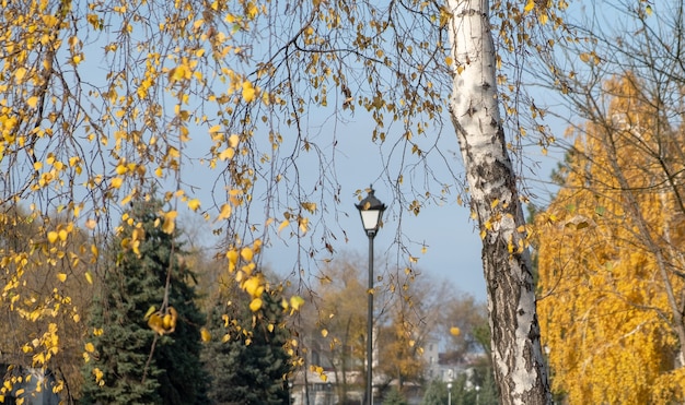 Betulle con foglie gialle nel parco autunnale