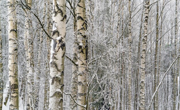 Betulle coperte di gelo e neve in una foresta innevata