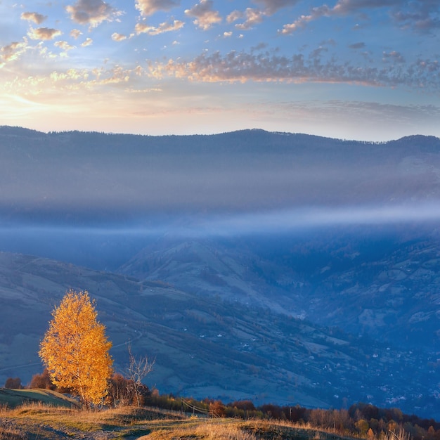 Betulle dorate nella nebbiosa montagna autunnale