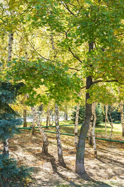 Betulle e altri alberi del parco Bellissimo sole che ingiallisce le foglie e gli abeti autunnali