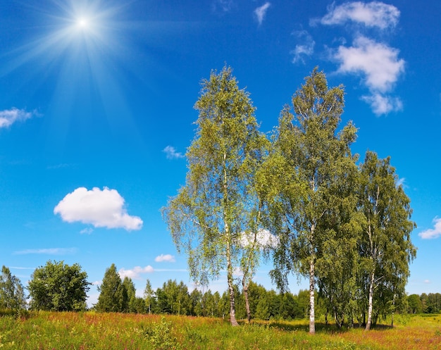 Betulle e cielo di sole