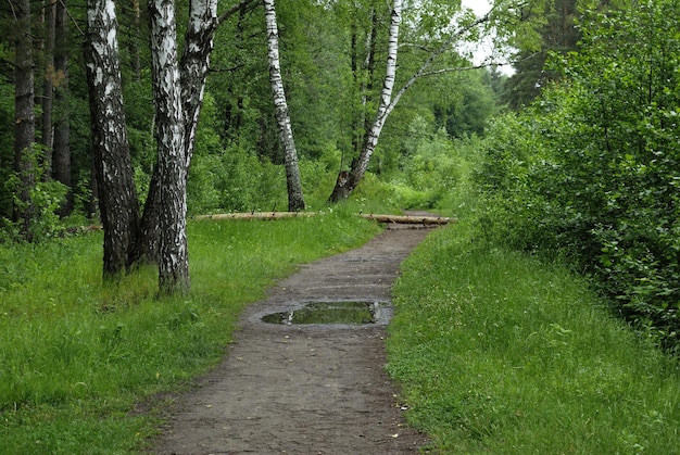 Betulle e sentiero nel bosco in una giornata estiva nuvolosa Regione di Mosca Russia