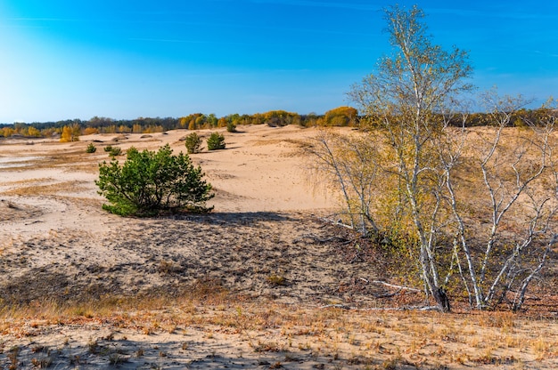 Betulle gialle e pini verdi nel semi-deserto in autunno