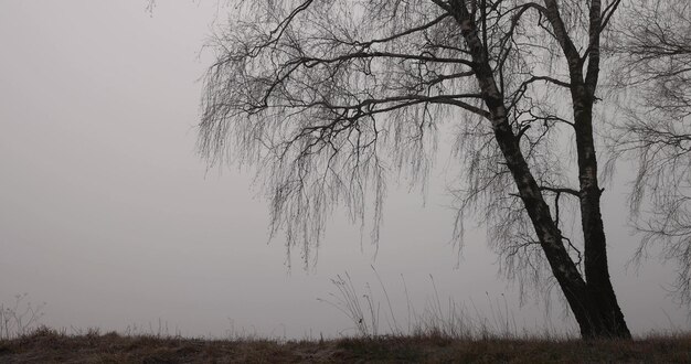 betulle in inverno in tempo di nebbia senza fogliame