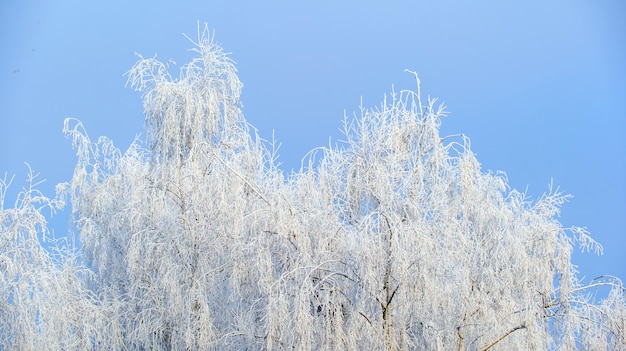 Betulle in inverno Rami di betulla ghiacciati