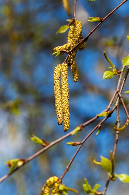 Betulle in primavera