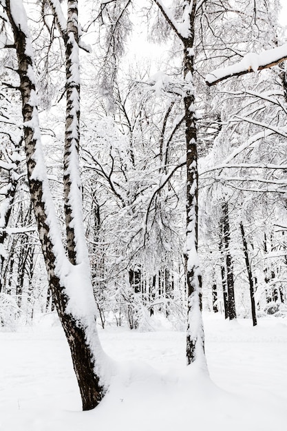 Betulle innevate e altri alberi nella foresta invernale