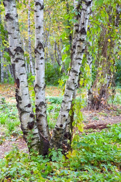 Betulle nel parco cittadino autunnale