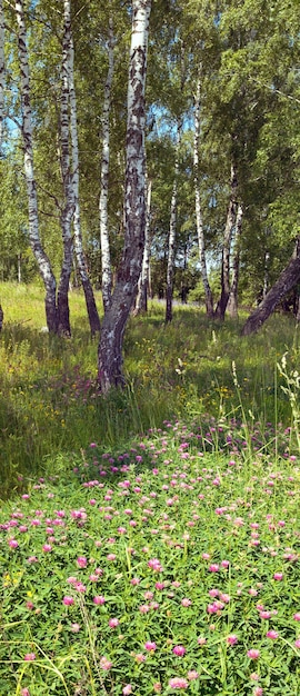 Betulle nella foresta estiva con fiori sotto. Due scatti foto composita.