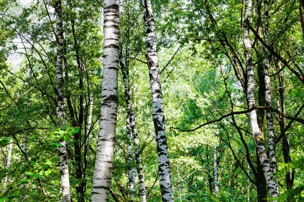 Betulle nella foresta verde nella soleggiata giornata estiva