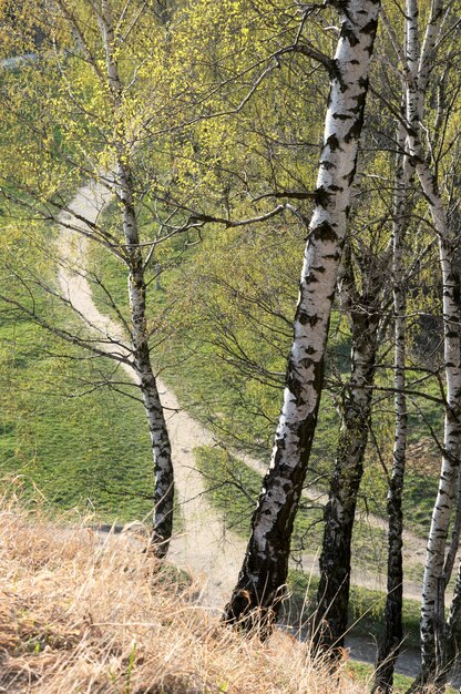 Betulle sulla collina del parco di primavera