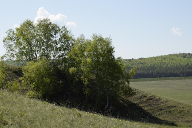 Betulle sulle colline sotto il bel cielo azzurro con alcune nuvole Ulyanovsk regione Russia