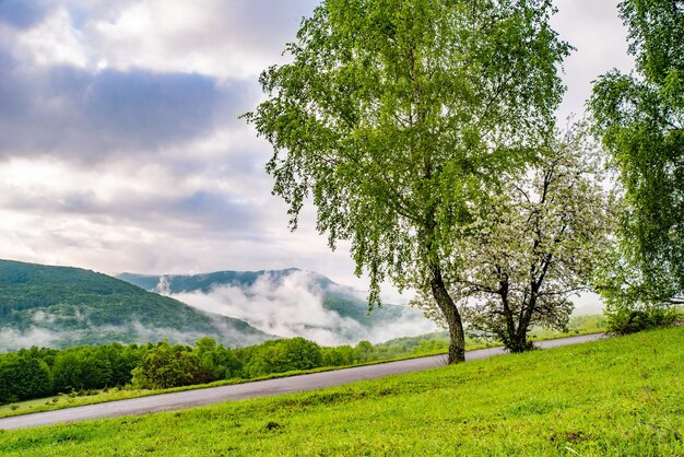 Betulle sullo sfondo delle montagne al mattino nebbia estiva Posizione Carpazi Ucraina Europa Sfondi luminosi Scopri la bellezza della terra